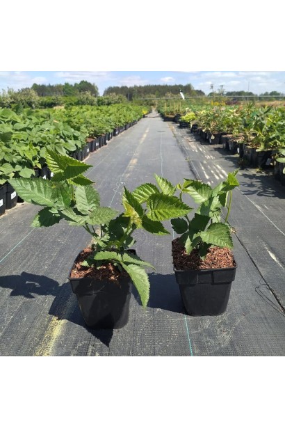 Ожина садова Понка саджанці Р9